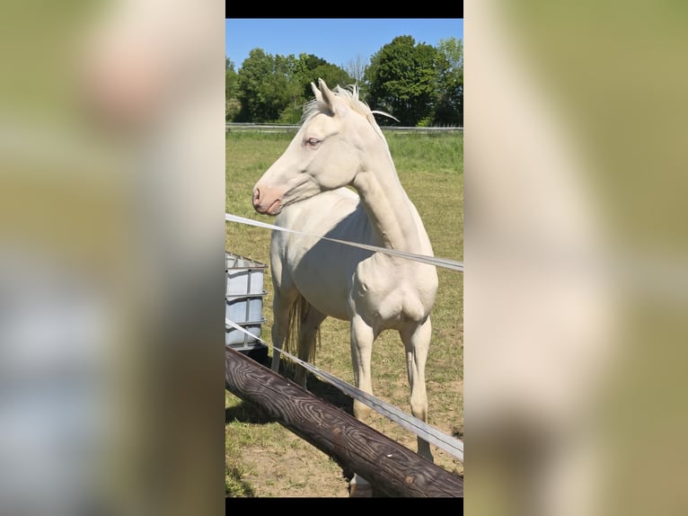 Deutsches Reitpony Stute 2 Jahre 146 cm Cremello in Swisttal