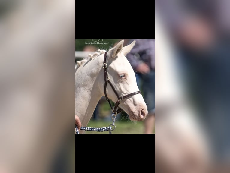 Deutsches Reitpony Stute 2 Jahre 146 cm Cremello in Swisttal