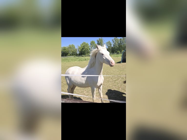Deutsches Reitpony Stute 2 Jahre 146 cm Cremello in Swisttal