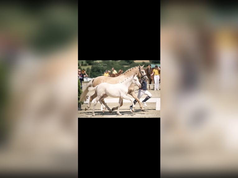 Deutsches Reitpony Stute 2 Jahre 146 cm Cremello in Swisttal