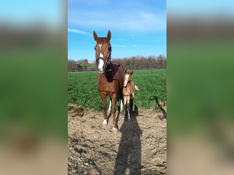 Deutsches Reitpony Stute 2 Jahre 146 cm Fuchs in Steinersdorf