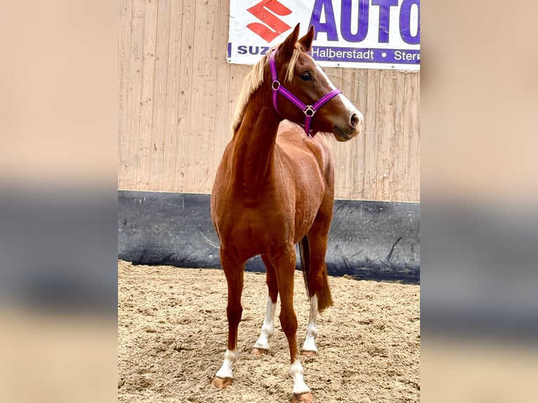 Deutsches Reitpony Stute 2 Jahre 146 cm Fuchs in Wegeleben