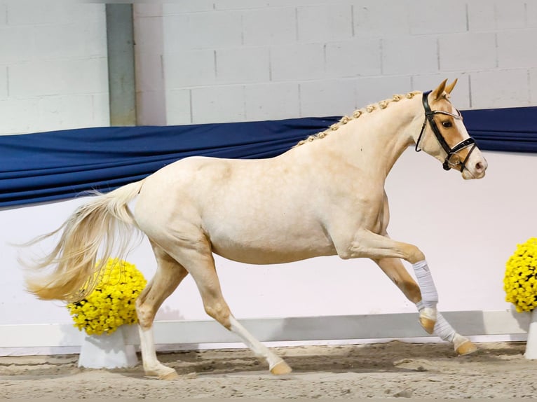 Deutsches Reitpony Stute 2 Jahre 146 cm Palomino in Marsberg