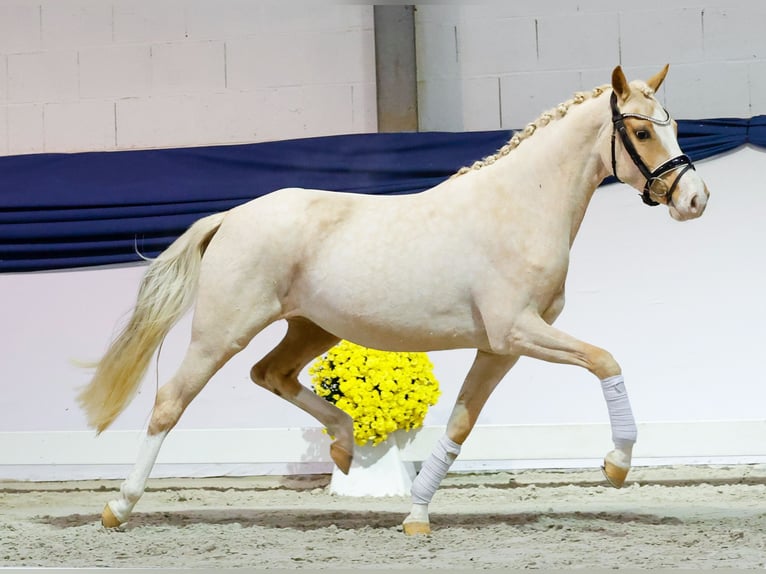 Deutsches Reitpony Stute 2 Jahre 146 cm Palomino in Marsberg