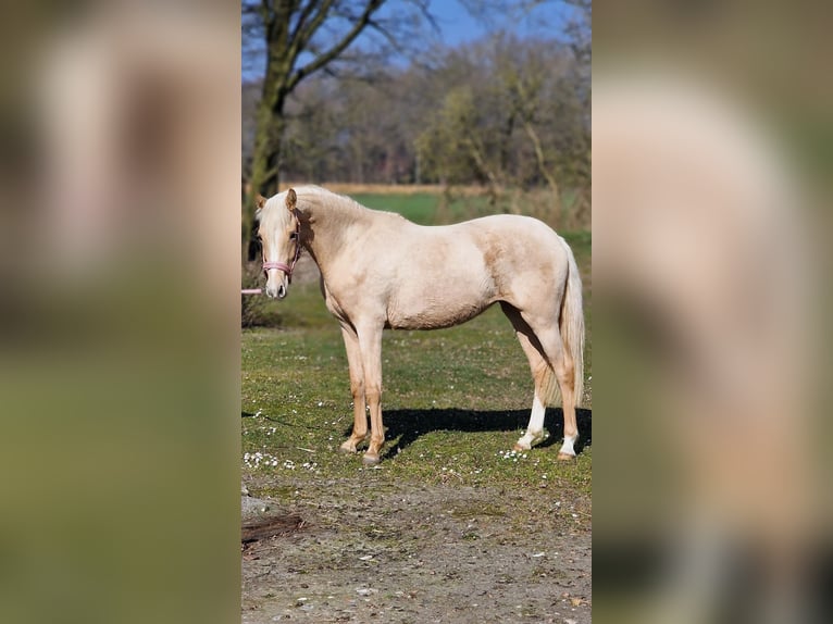 Deutsches Reitpony Stute 2 Jahre 146 cm Palomino in Warendorf