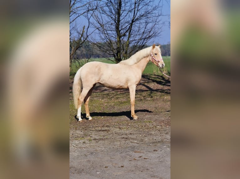 Deutsches Reitpony Stute 2 Jahre 146 cm Palomino in Warendorf