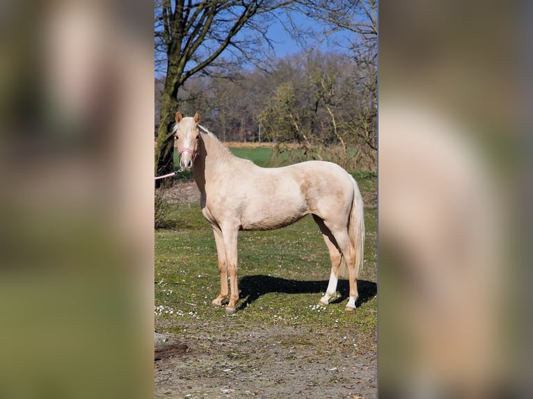 Deutsches Reitpony Stute 2 Jahre 146 cm Palomino in Warendorf