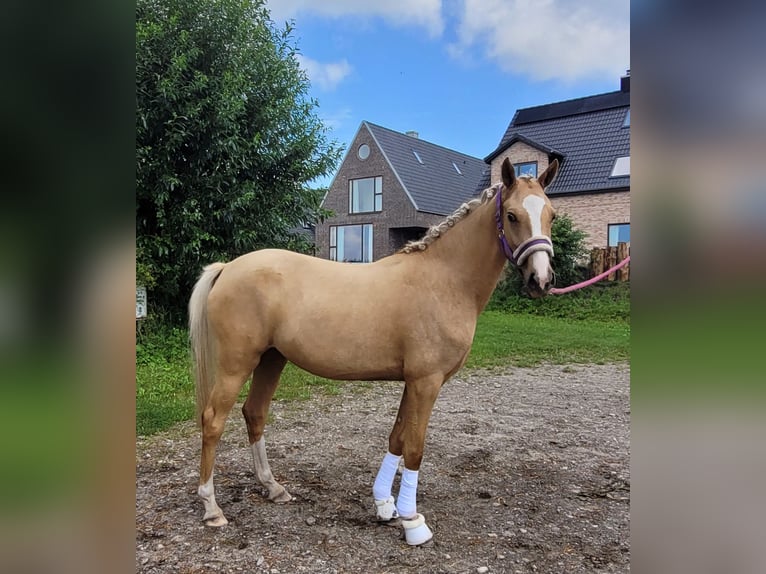 Deutsches Reitpony Stute 2 Jahre 146 cm Palomino in Schob&#xFC;ll