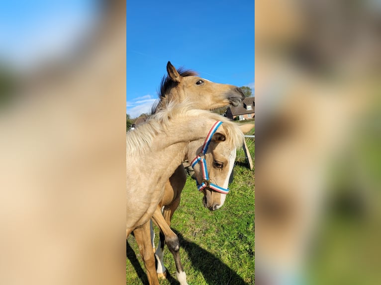 Deutsches Reitpony Stute 2 Jahre 146 cm Palomino in Schob&#xFC;ll