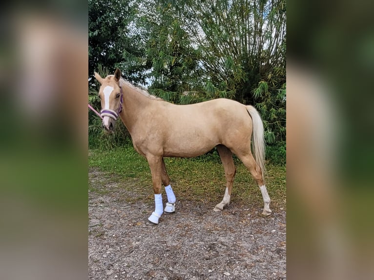 Deutsches Reitpony Stute 2 Jahre 146 cm Palomino in Schob&#xFC;ll