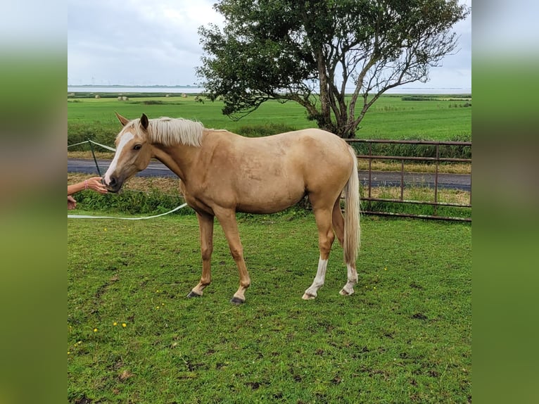 Deutsches Reitpony Stute 2 Jahre 146 cm Palomino in Schob&#xFC;ll