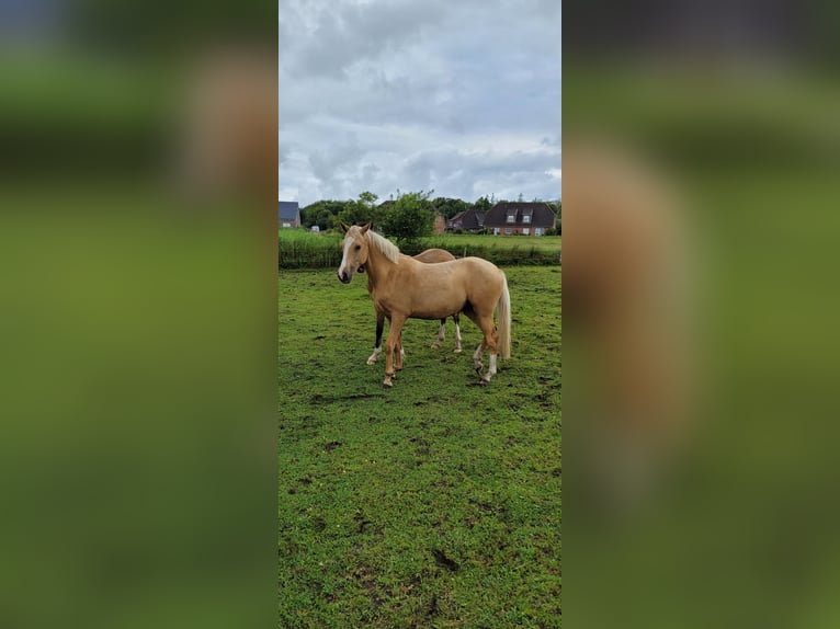 Deutsches Reitpony Stute 2 Jahre 146 cm Palomino in Schob&#xFC;ll