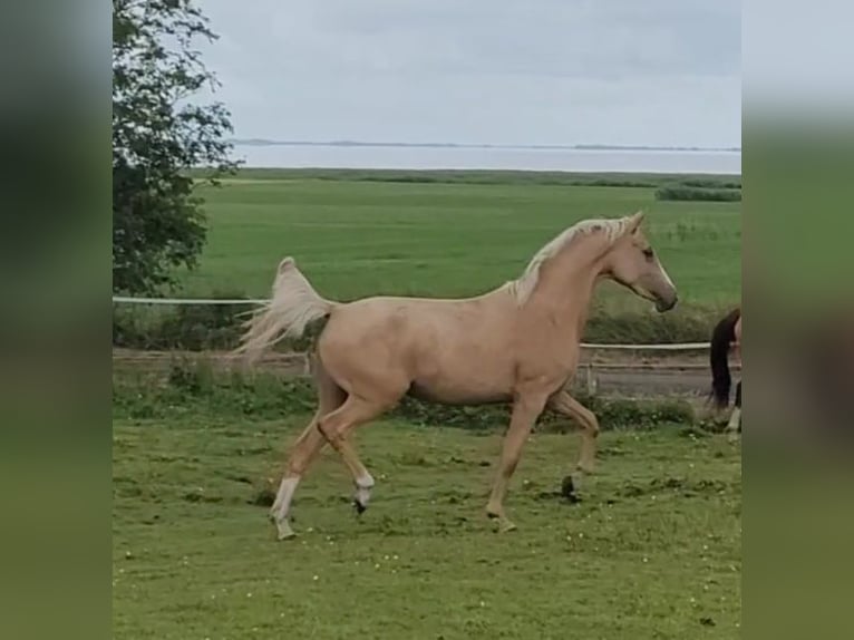 Deutsches Reitpony Stute 2 Jahre 146 cm Palomino in Schob&#xFC;ll