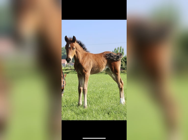 Deutsches Reitpony Stute 2 Jahre 147 cm Brauner in Steinfeld (Oldenburg)