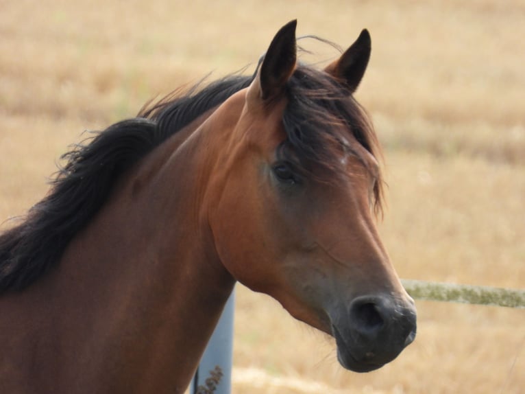 Deutsches Reitpony Stute 2 Jahre 147 cm Brauner in Laage