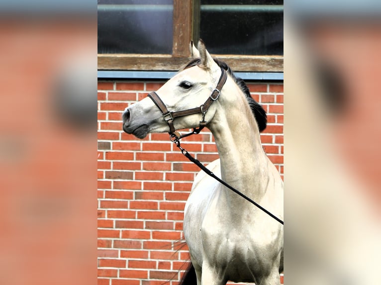 Deutsches Reitpony Stute 2 Jahre 147 cm Buckskin in Rehburg-Loccum Münchehagen