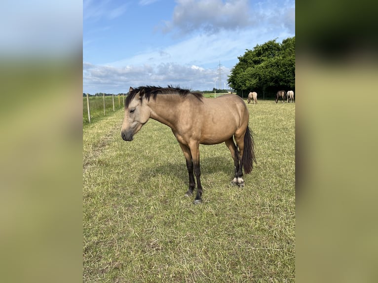 Deutsches Reitpony Stute 2 Jahre 147 cm Buckskin in Neuss