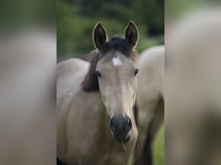 Deutsches Reitpony Stute 2 Jahre 147 cm Buckskin in Neuss