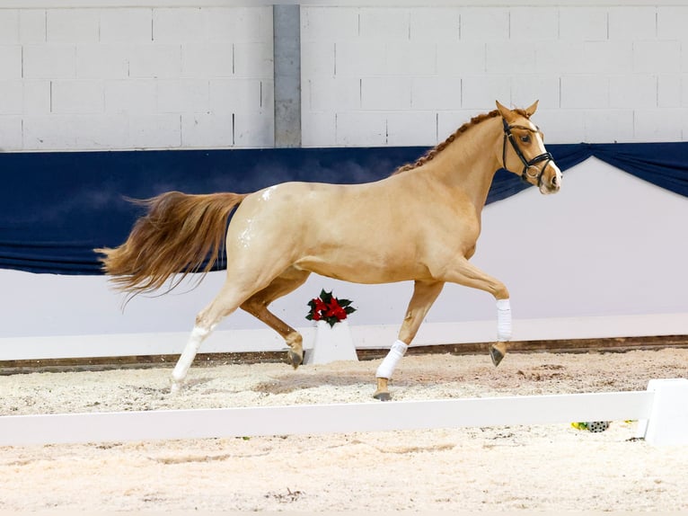 Deutsches Reitpony Stute 2 Jahre 147 cm Fuchs in Marsberg