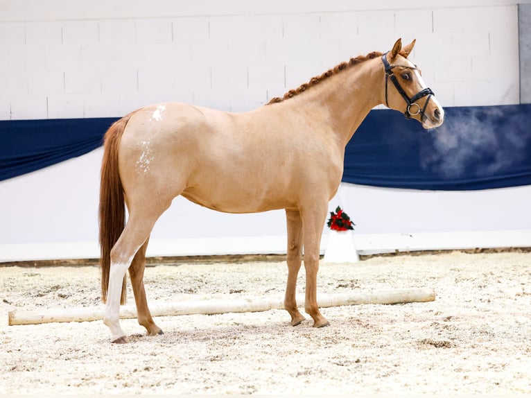 Deutsches Reitpony Stute 2 Jahre 147 cm Fuchs in Marsberg