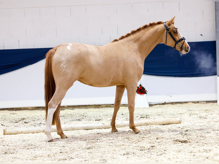 Deutsches Reitpony Stute 2 Jahre 147 cm Fuchs in Marsberg