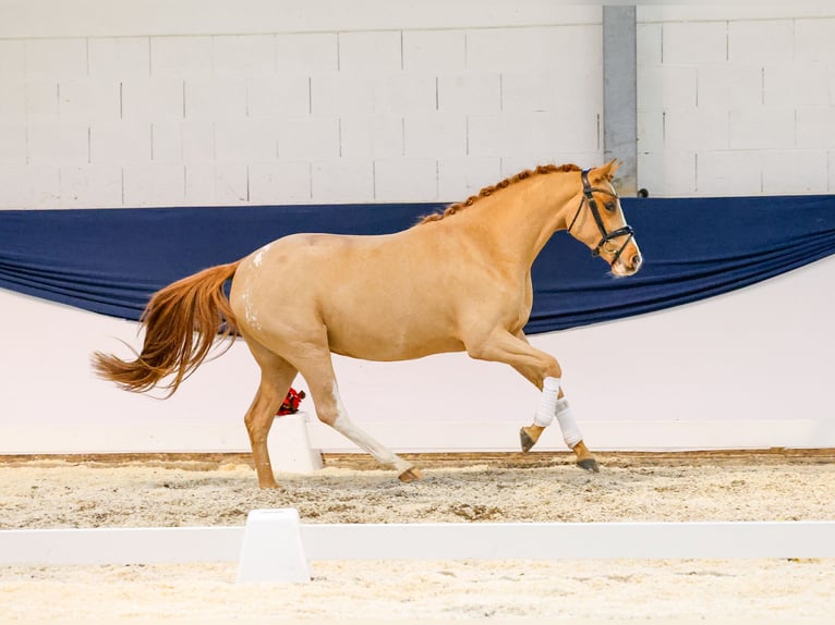 Deutsches Reitpony Stute 2 Jahre 147 cm Fuchs in Marsberg