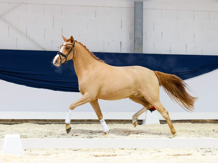 Deutsches Reitpony Stute 2 Jahre 147 cm Fuchs in Marsberg