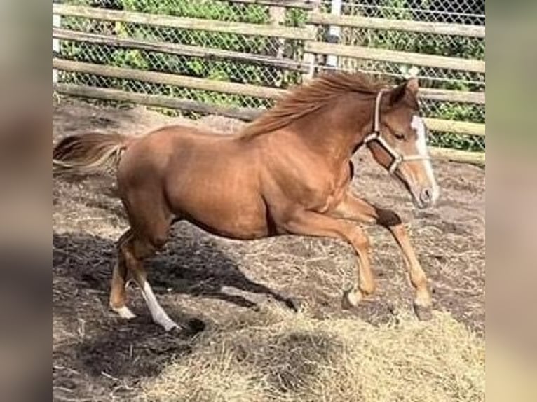 Deutsches Reitpony Stute 2 Jahre 147 cm Fuchs in Düsseldorf