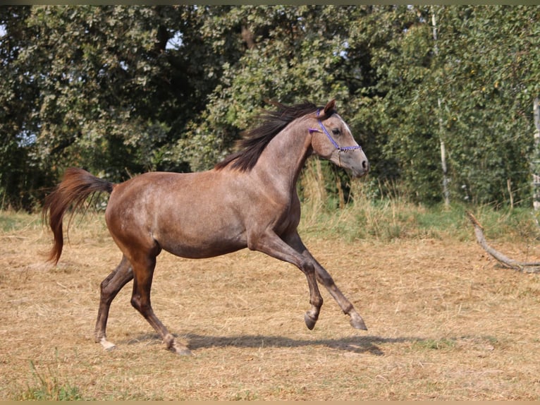 Deutsches Reitpony Stute 2 Jahre 147 cm Kann Schimmel werden in Schmölln