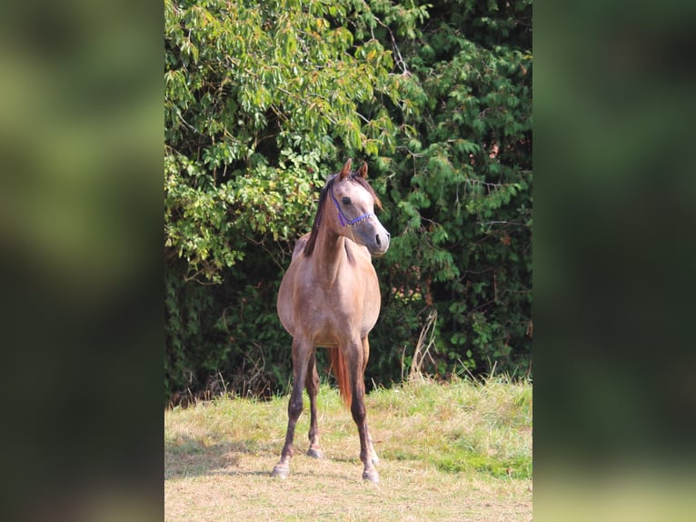 Deutsches Reitpony Stute 2 Jahre 147 cm Kann Schimmel werden in Schmölln