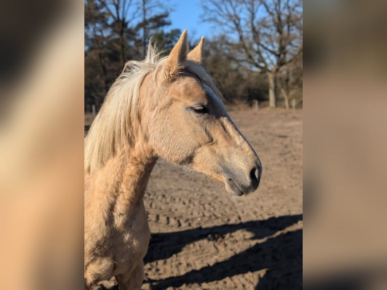 Deutsches Reitpony Stute 2 Jahre 147 cm Palomino in Jesteburg