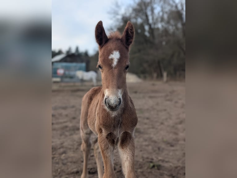 Deutsches Reitpony Stute 2 Jahre 147 cm Palomino in Jesteburg