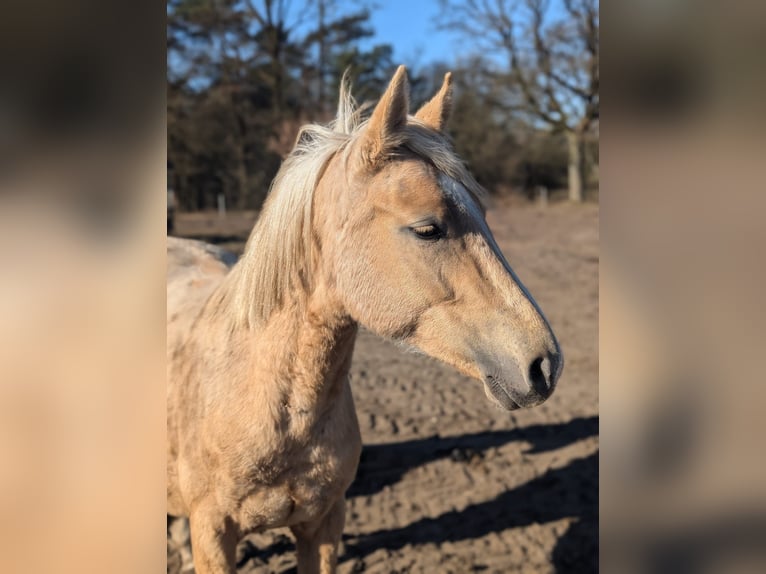 Deutsches Reitpony Stute 2 Jahre 147 cm Palomino in Jesteburg