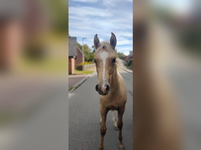 Deutsches Reitpony Stute 2 Jahre 147 cm Palomino in Jesteburg