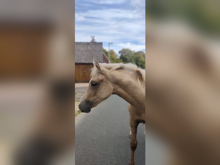 Deutsches Reitpony Stute 2 Jahre 147 cm Palomino in Jesteburg