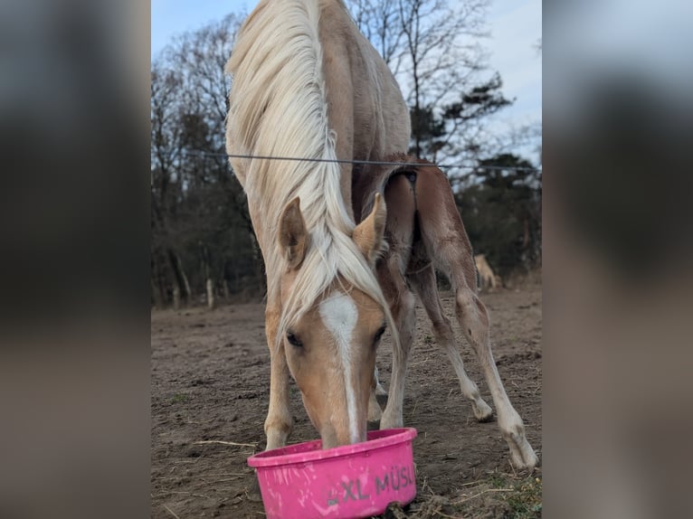 Deutsches Reitpony Stute 2 Jahre 147 cm Palomino in Jesteburg