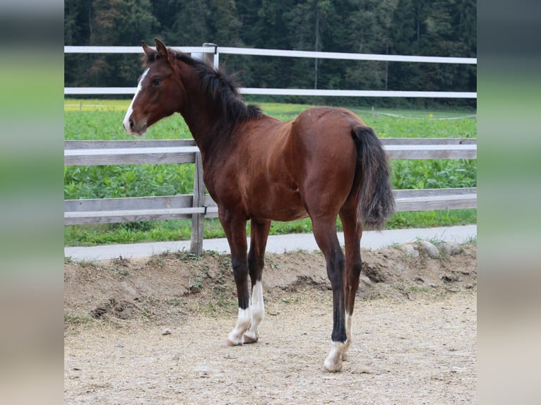 Deutsches Reitpony Mix Stute 2 Jahre 148 cm Brauner in Waldshut-Tiengen