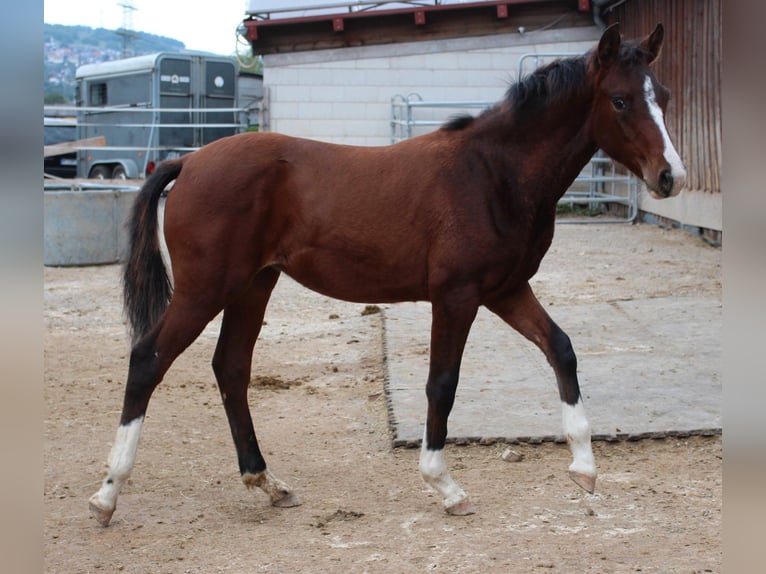 Deutsches Reitpony Mix Stute 2 Jahre 148 cm Brauner in Waldshut-Tiengen