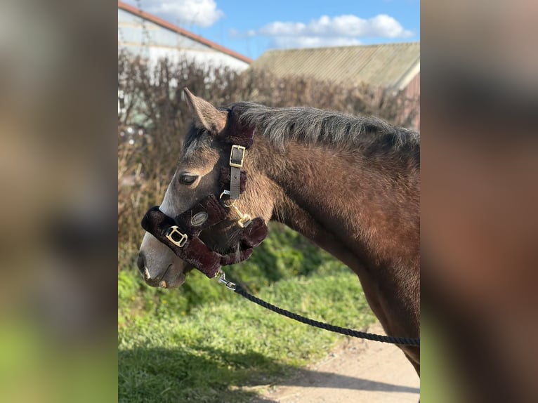 Deutsches Reitpony Mix Stute 2 Jahre 148 cm Buckskin in Stade