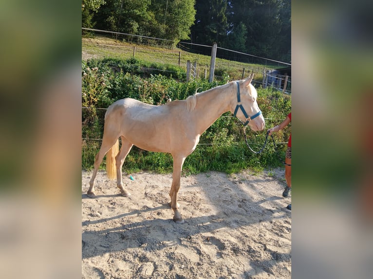 Deutsches Reitpony Stute 2 Jahre 148 cm Cremello in Johanniskirchen