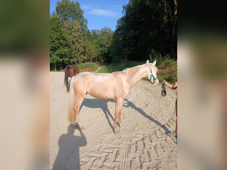 Deutsches Reitpony Stute 2 Jahre 148 cm Cremello in Johanniskirchen