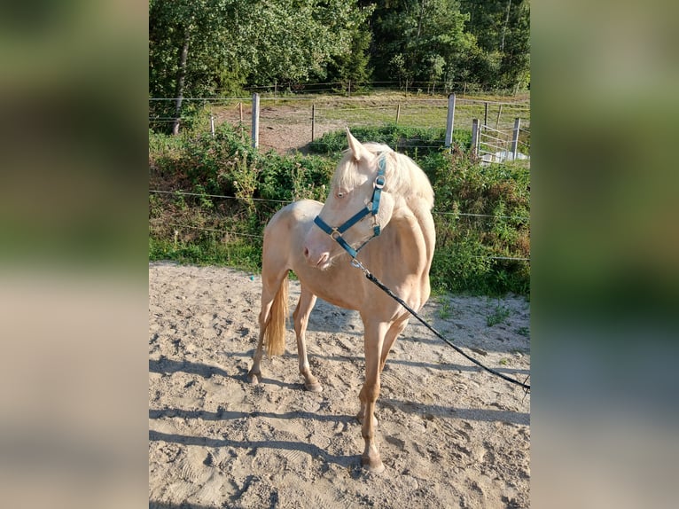 Deutsches Reitpony Stute 2 Jahre 148 cm Cremello in Johanniskirchen