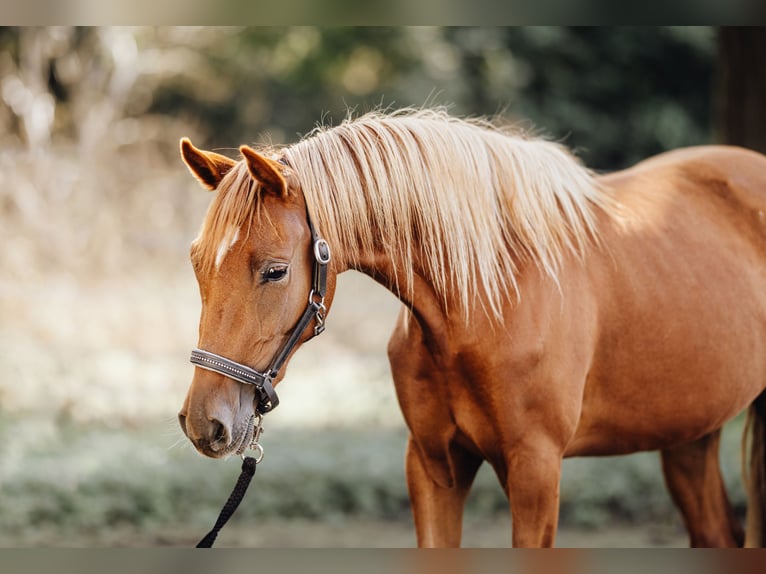 Deutsches Reitpony Stute 2 Jahre 148 cm Fuchs in Trebbin