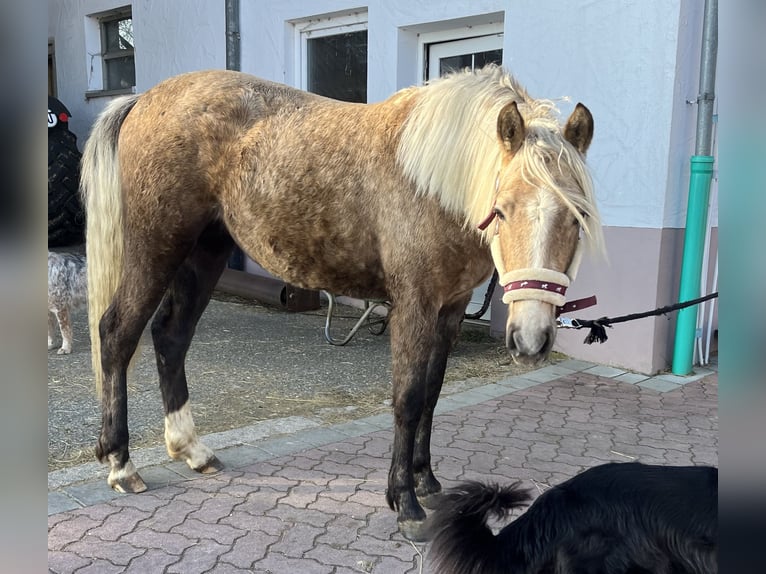 Deutsches Reitpony Stute 2 Jahre 148 cm Palomino in NusplingenNusplingen