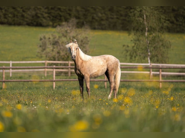 Deutsches Reitpony Stute 2 Jahre 148 cm Palomino in NusplingenNusplingen