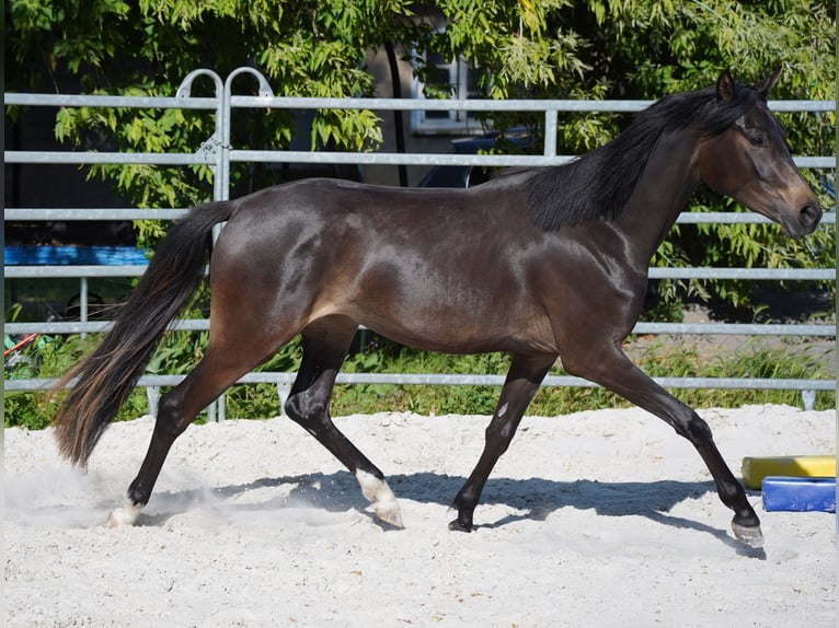 Deutsches Reitpony Stute 2 Jahre 149 cm Dunkelbrauner in Gro&#xDF;p&#xF6;sna