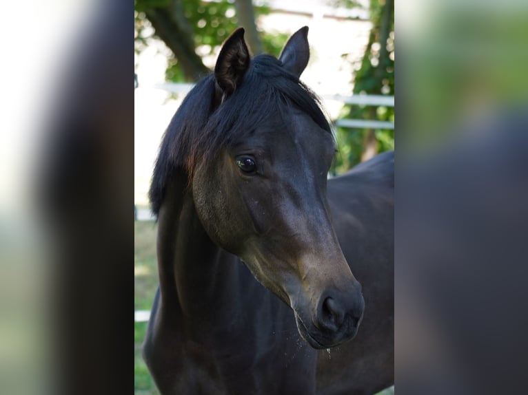 Deutsches Reitpony Stute 2 Jahre 149 cm Dunkelbrauner in Gro&#xDF;p&#xF6;sna