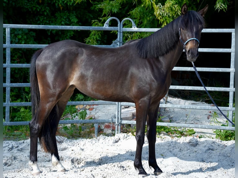 Deutsches Reitpony Stute 2 Jahre 149 cm Dunkelbrauner in Gro&#xDF;p&#xF6;sna