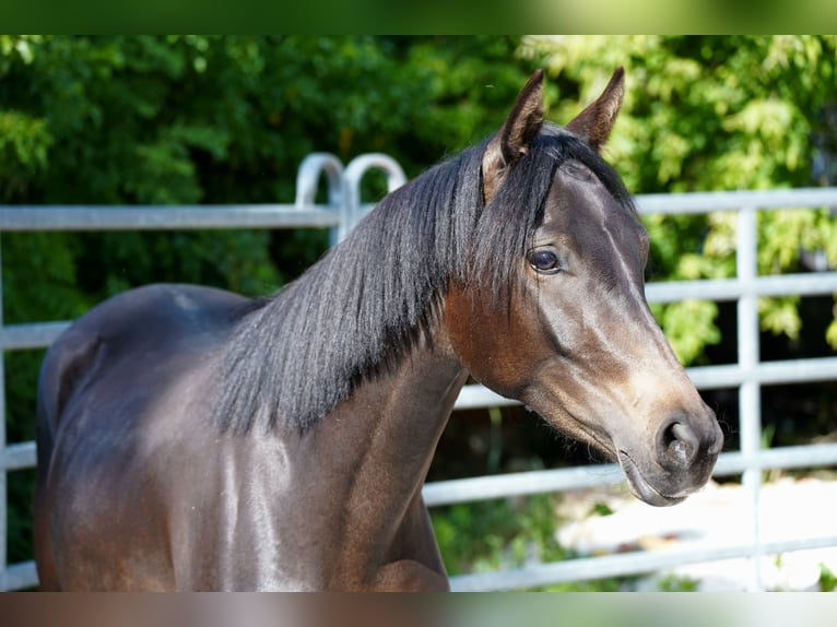 Deutsches Reitpony Stute 2 Jahre 149 cm Dunkelbrauner in Gro&#xDF;p&#xF6;sna