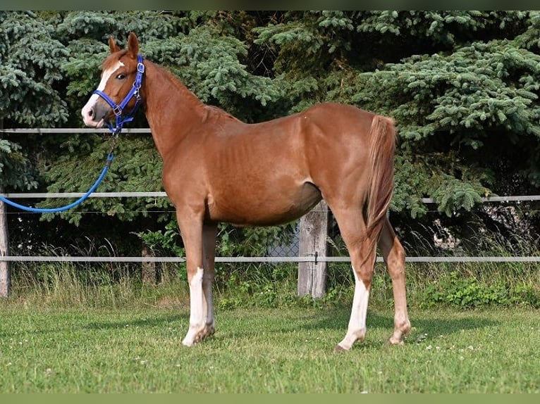 Deutsches Reitpony Stute 2 Jahre 150 cm Dunkelfuchs in Reichenwalde